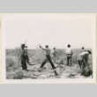 Daikon seed ranch (ddr-densho-37-1391)