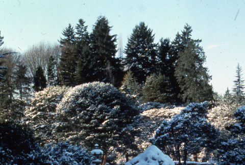 Garden in the snow (ddr-densho-354-924)