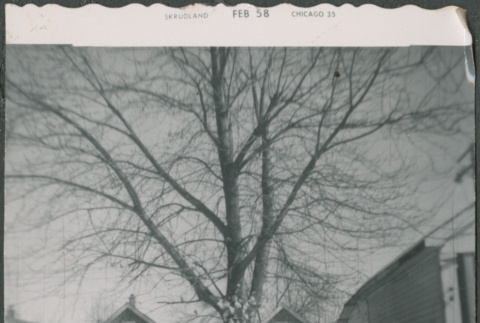 Tree in yard (ddr-densho-523-233)