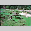 Pine tree (ddr-densho-377-2587)