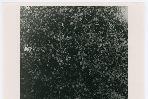 Walter Tanaka's father and brother with puppy (ddr-densho-1007-32)