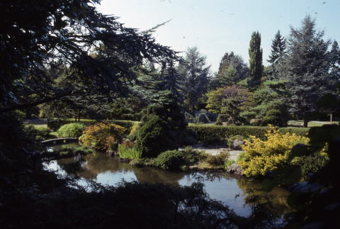 Pond in the Japanese Garden (ddr-densho-354-1475)