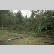 Storm damage to Tanyosho Pines (ddr-densho-354-838)