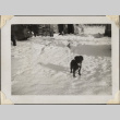 Small dog in the snow (ddr-densho-466-879)