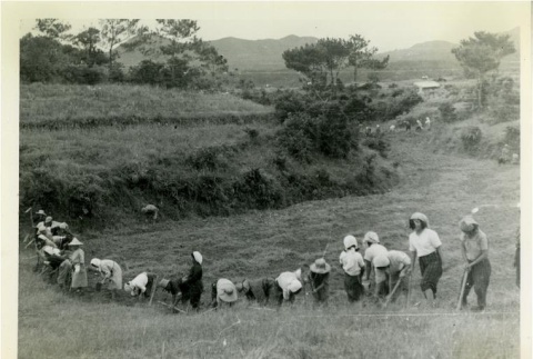 Okinawans working in a field (ddr-densho-179-28)