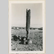 Saguaro damaged by lightning (ddr-densho-37-966)