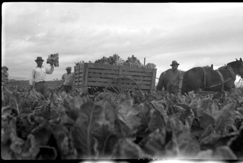 Workers in a cabbage field (ddr-densho-480-67)