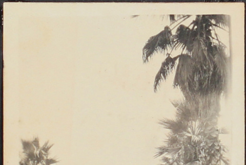 Road lined with palm trees (ddr-densho-278-222)