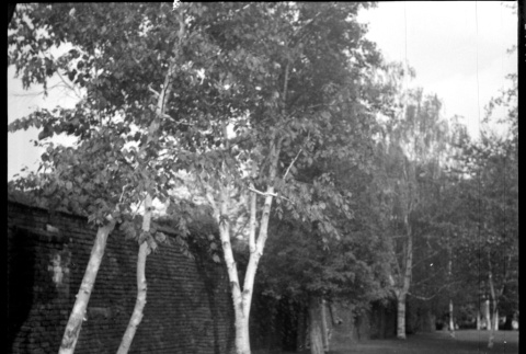 Wall with row of trees (ddr-densho-329-714)