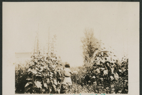 girl in garden (ddr-densho-378-615)