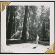 Man standing in woods (ddr-densho-434-134)