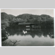 Swans on a Pond (ddr-ohs-1-114)