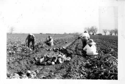 Taenaka family in a farm (ddr-csujad-25-81)