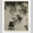 Water tank with mesquite trees in the Poston camp (ddr-csujad-35-29)