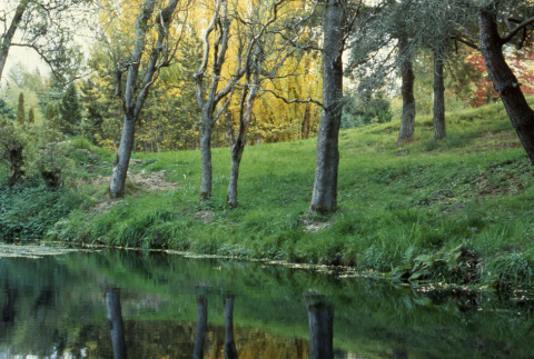 Spring Pond, corkscrew willows (ddr-densho-354-1969)