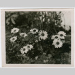 Flowers (ddr-densho-26-240)