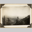 View of a California forest (ddr-densho-542-467)