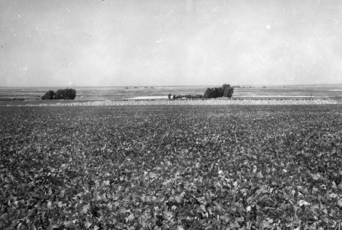View of a farm growing beans (ddr-fom-1-891)