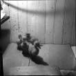 Ducklings (ddr-densho-426-2157)
