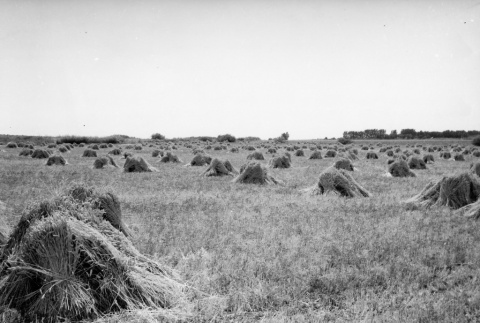 View of a wheat farm (ddr-fom-1-893)