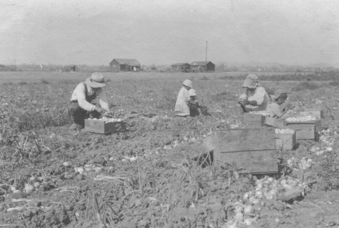 Harvesting onions (ddr-densho-107-12)