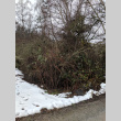 Plum Orchard after snowstorm (ddr-densho-354-2480)