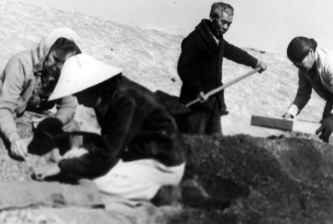 Japanese Americans digging for shells (ddr-densho-2-48)