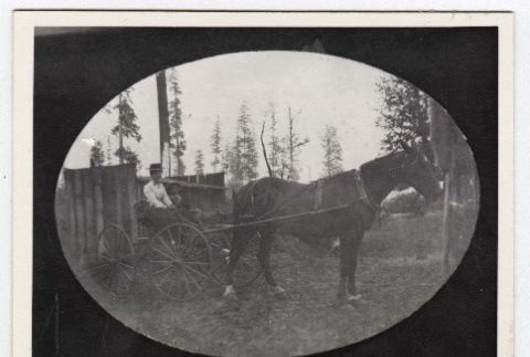 Woman and child in horse drawn cart (ddr-densho-259-676)