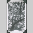 Photo of tree branches (ddr-densho-483-1352)