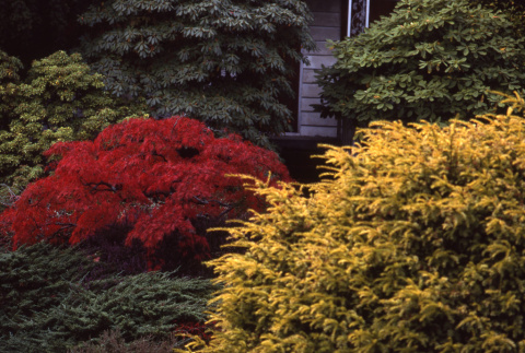 Bushes in fall colors near the old family house (ddr-densho-354-958)