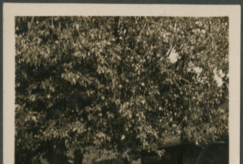 Girl in yard outside house (ddr-densho-316-241)