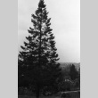 Grand fir and nursery stock, looking north from terrace area (ddr-densho-354-451)