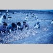 Schoolchildren harvesting onions (ddr-densho-160-61)