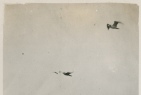 Photograph: Birds flying over the ocean (ddr-densho-357-249-mezzanine-f3bd406cf3)