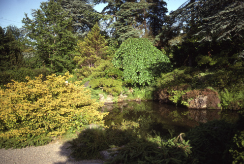 Japanese Garden pond (ddr-densho-354-1436)