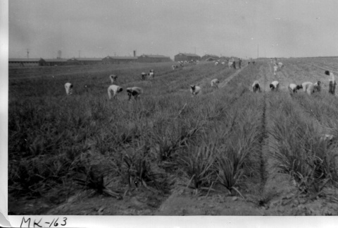 Japanese Americans harvesting onions (ddr-densho-37-714)