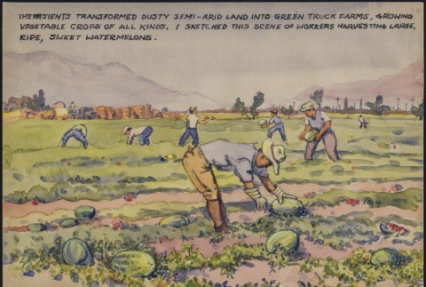 Painting of farmers harvesting watermelons (ddr-manz-2-67)
