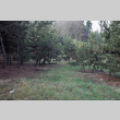Pine nursery along promenade (ddr-densho-354-1079)
