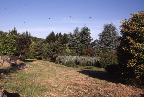 Lawn with a Dragon tree, from corner of Renton Ave and 55th (ddr-densho-354-1351)