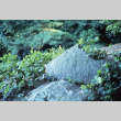 Rocks with carved Japanese characters in the Garden (ddr-densho-354-909)