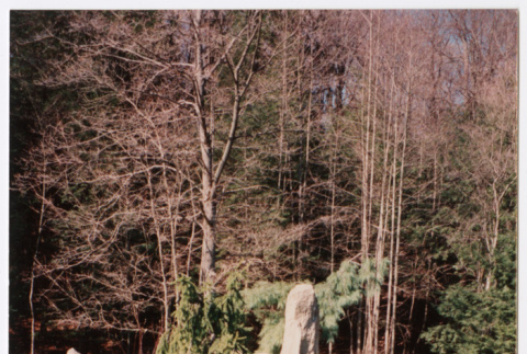 Rock feature near pool (ddr-densho-377-1970)