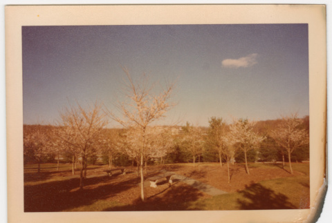 Field of trees (ddr-densho-377-2181)