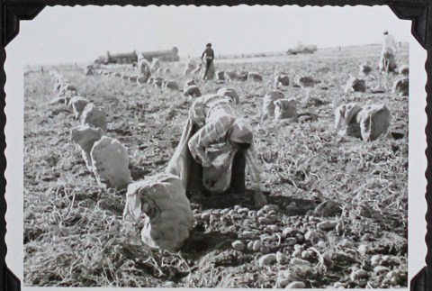 Potato farming (ddr-densho-300-561)