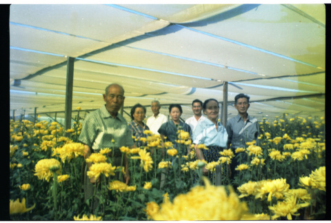 [Okines' relatives, chrysanthemum flowers] (ddr-csujad-5-49)