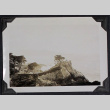 Trees on headland (ddr-densho-359-1313)