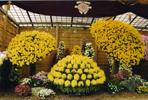 Chrysanthemum displays, Kubota Garden Foundation (ddr-densho-354-1729)