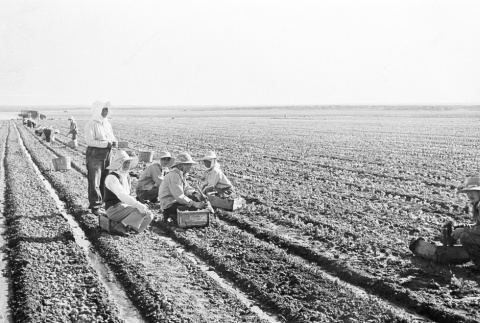 Japanese Americans working on a farm (ddr-densho-39-12)