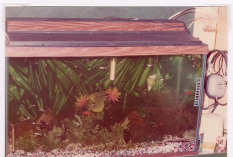 Tank of Tropical fish (ddr-densho-477-450)