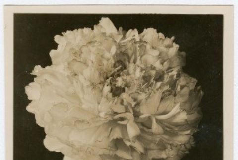 Photograph of peonies mailed to Kan Domoto (ddr-densho-329-340)