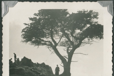Tree on mountain trail (ddr-densho-321-475)